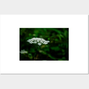 Queen Anne's Lace, White on Green Posters and Art